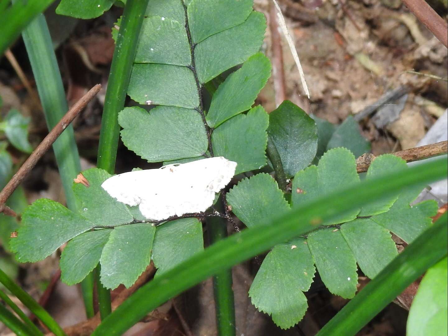 Imagem de Scopula propinquaria Leech 1897