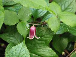 Image of Clematis japonica Thunb.