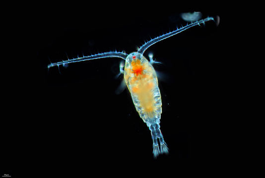 Image of <i>Diaptomus castaneti</i> Burckhardt 1920