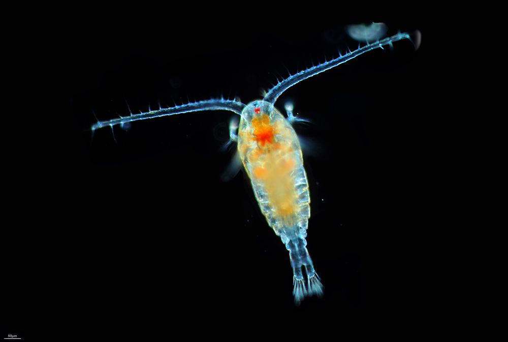 copepods-splash