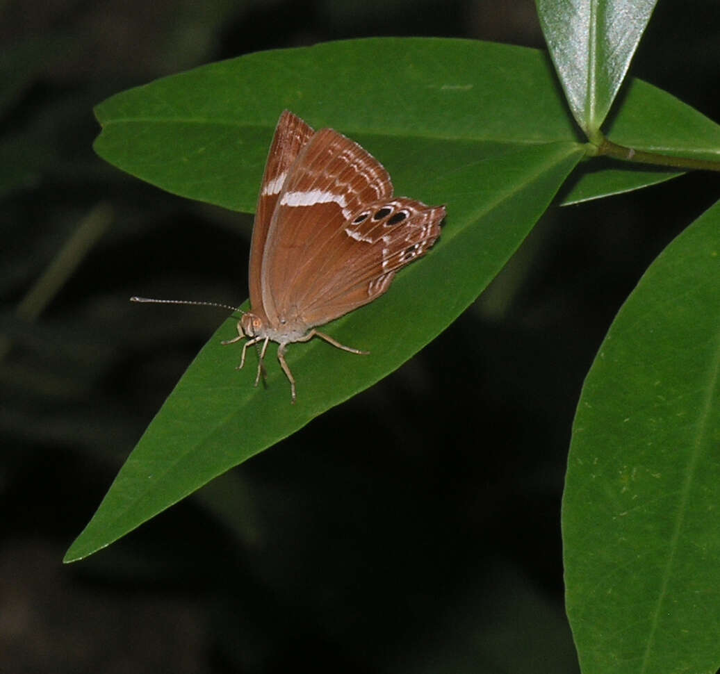 Image of Abisara latifasciata