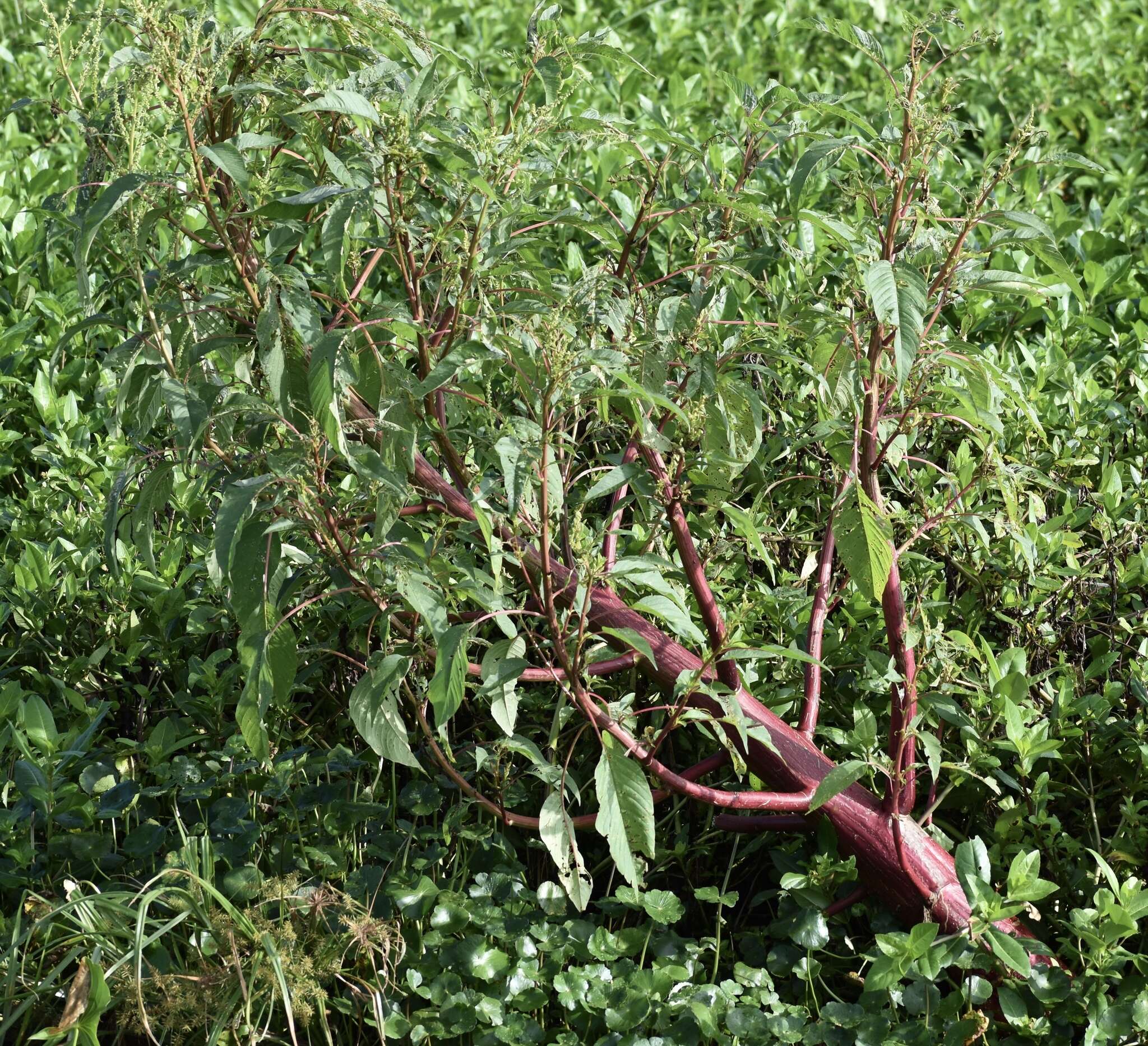 Amaranthus australis (A. Gray) Sauer resmi