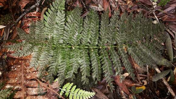 Image of Leptopteris intermedia (André) Brownsey