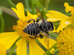 Image of Petulant Leaf-cutter Bee