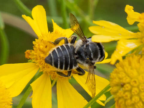 Megachile petulans Cresson 1878 resmi