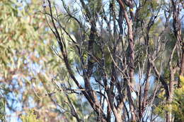 Image of White-browed Scrubwren