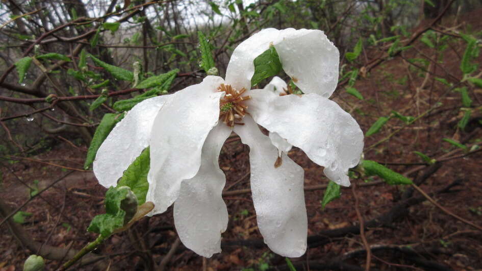 Image of Kobus magnolia