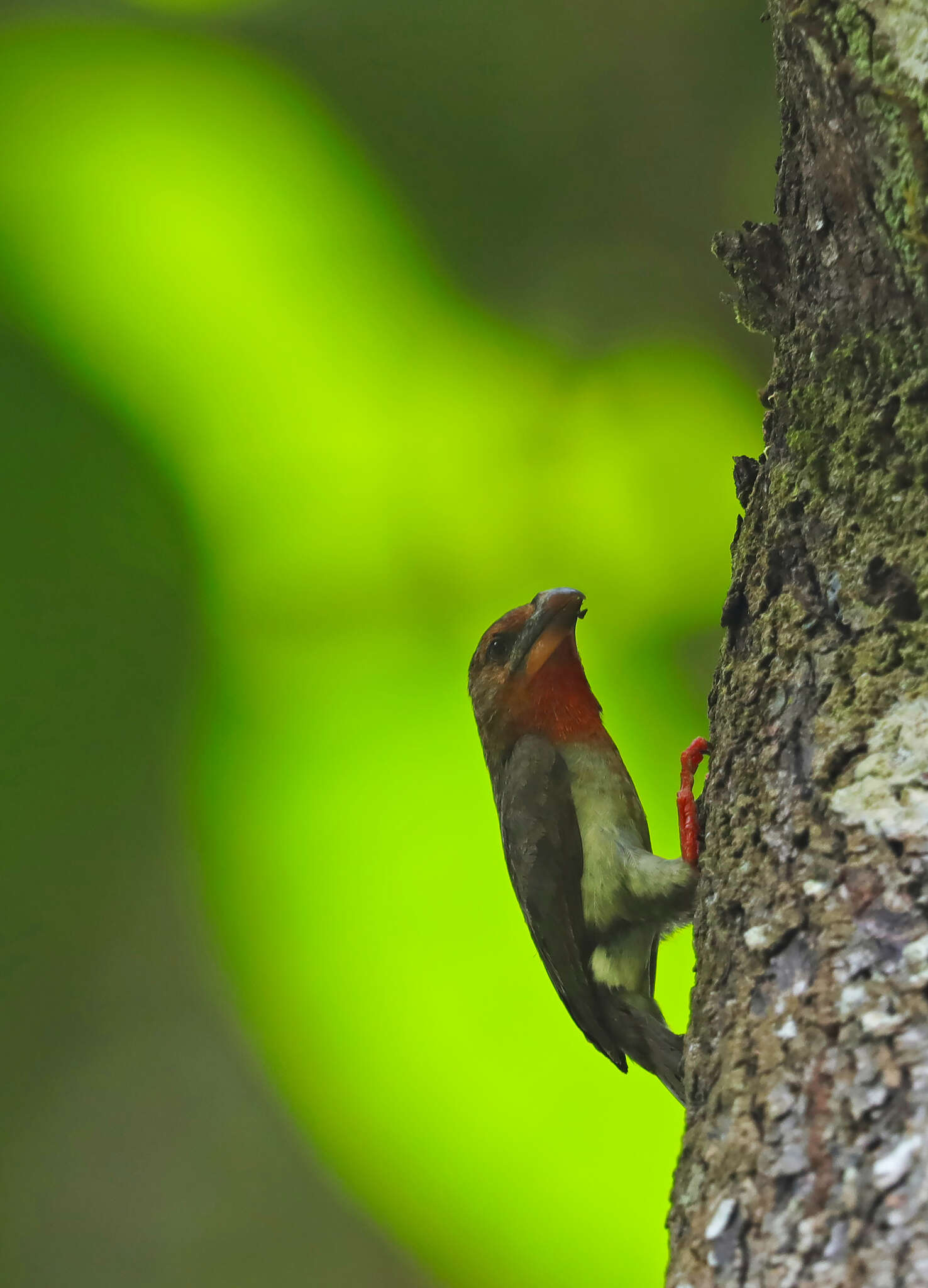 Image of Bornean Brown Barbet