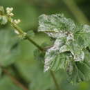 Image of Podosphaera spiraeae (Sawada) U. Braun & S. Takam. 2000