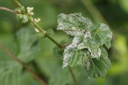 Podosphaera spiraeae (Sawada) U. Braun & S. Takam. 2000 resmi