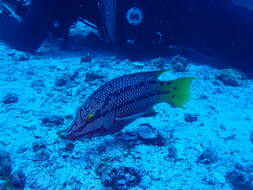 Image of Mexican hogfish