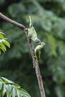 Image of Slaty-headed Parakeet