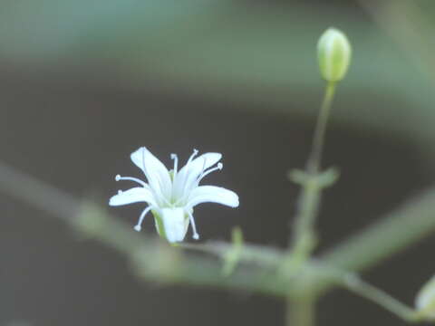 Plancia ëd Gypsophila arrostii Guss.