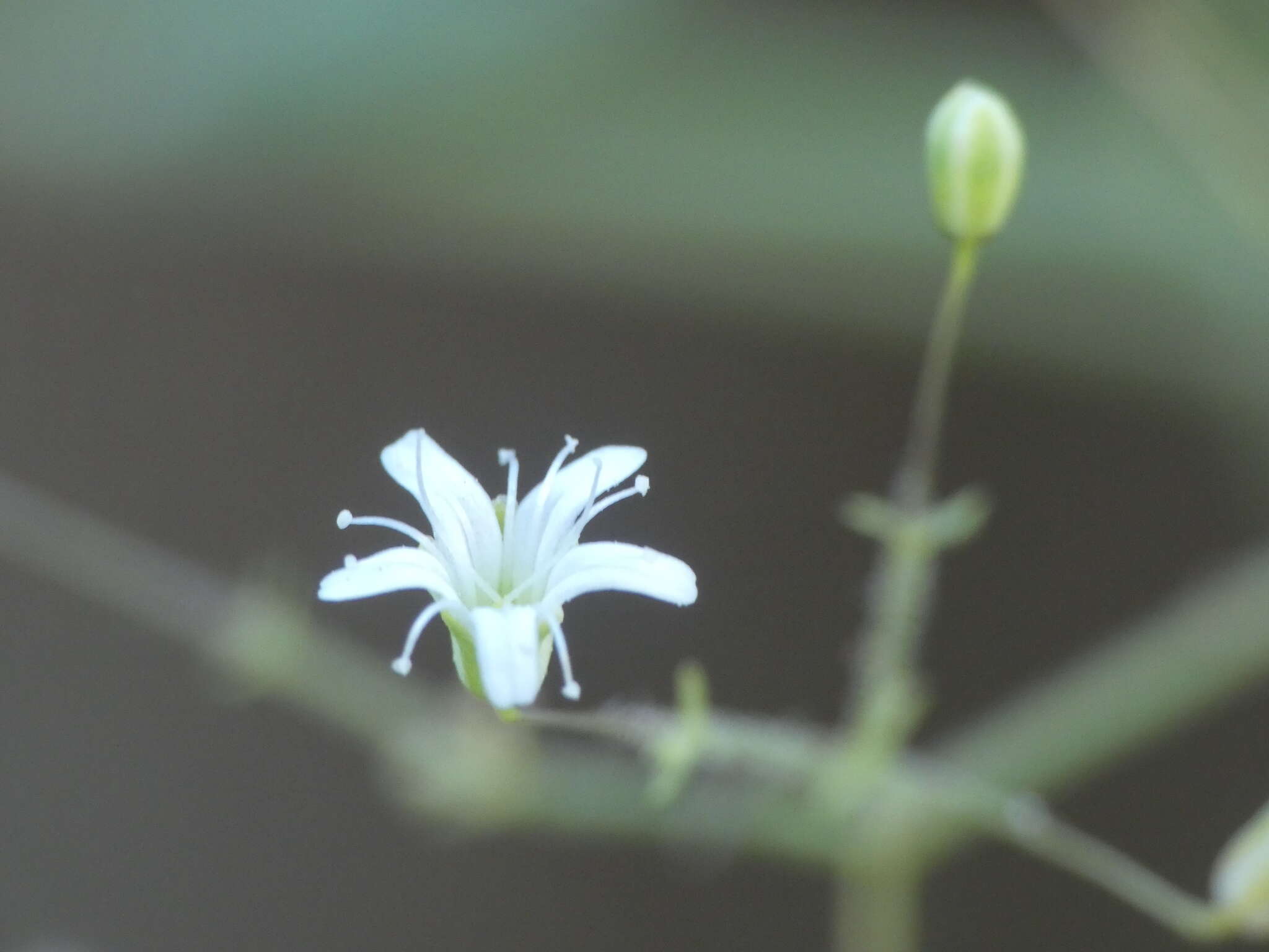 Image of Arrost's baby's-breath