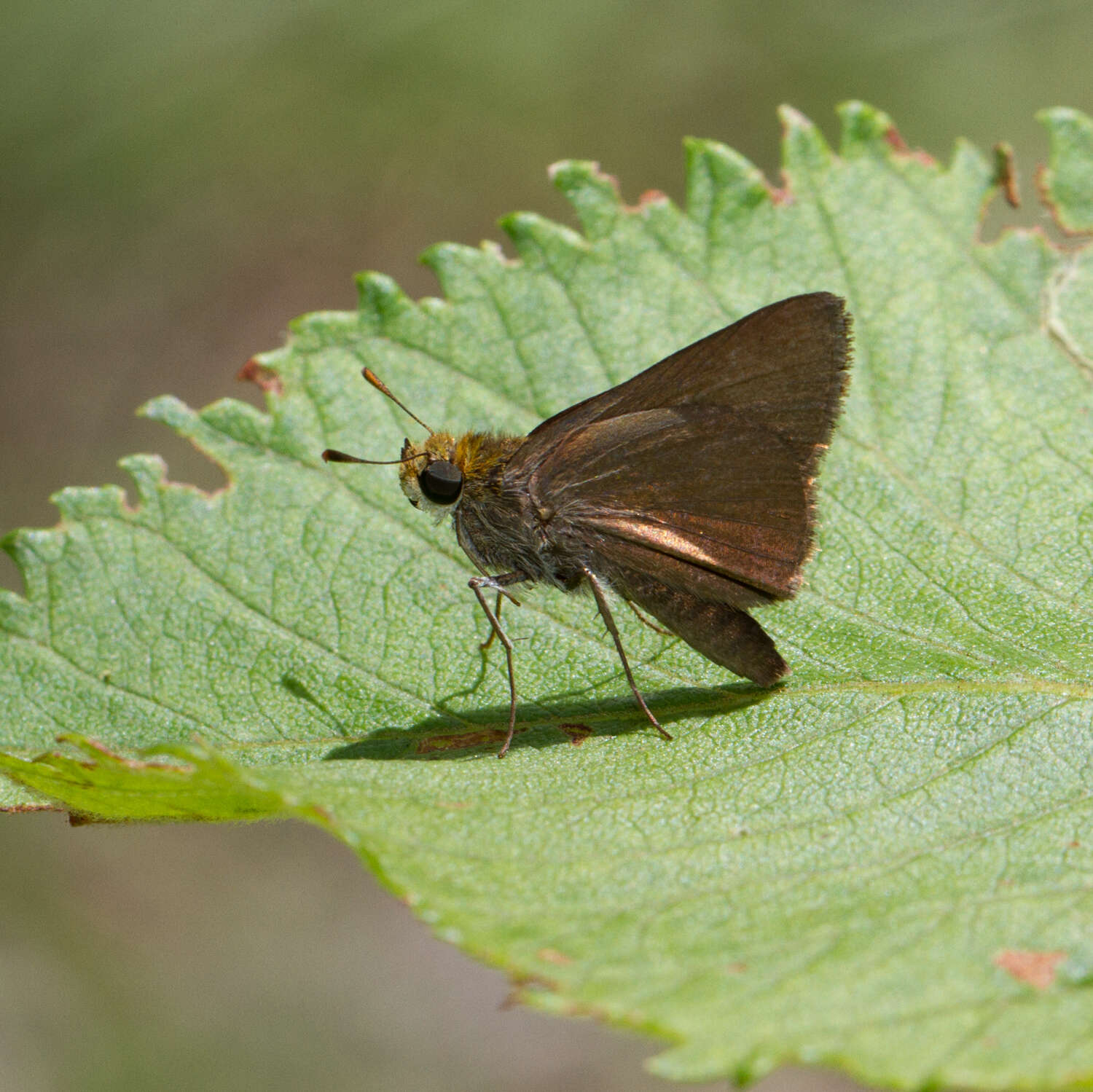 Image of Dun Sedge Skipper