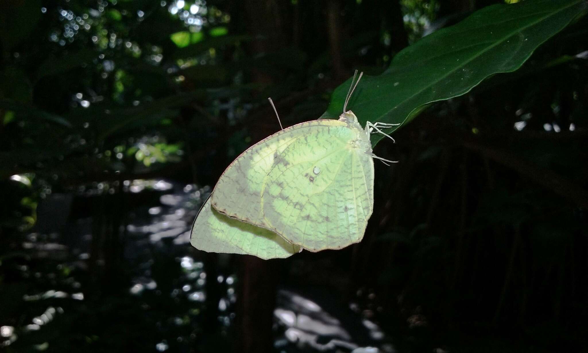 Image of Catopsilia pyranthe (Linnaeus 1758)