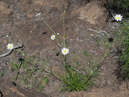 Argyranthemum filifolium (Sch. Bip.) Humphr.的圖片