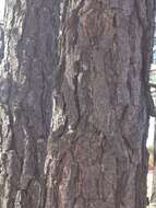 Image of Chihuahua Pine