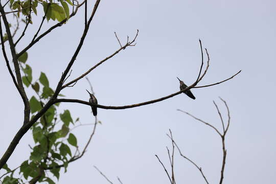 Image of Green-breasted Mango