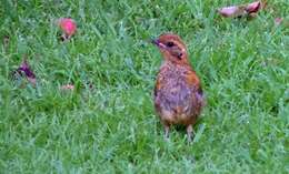 Image of Heuglin's Robin