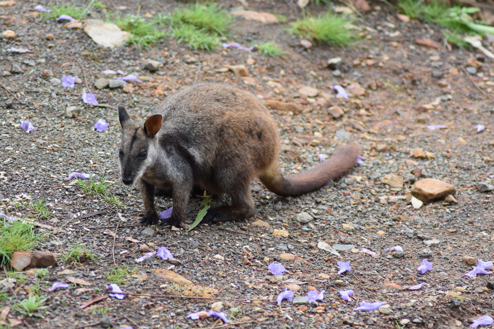 Image of Brush-tailed Rock Wallaby