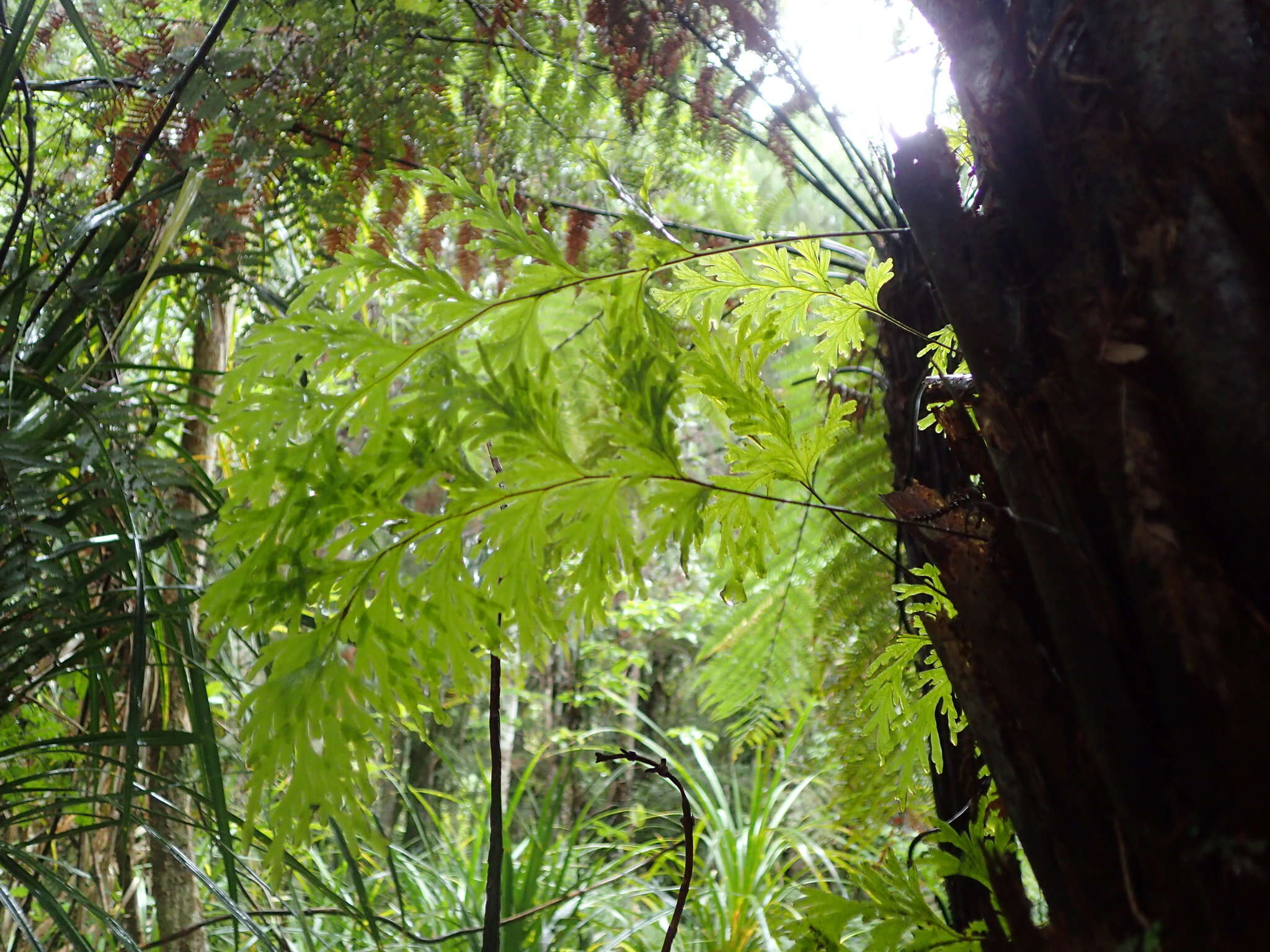 Image de Hymenophyllum dilatatum (G. Forst.) Sw.