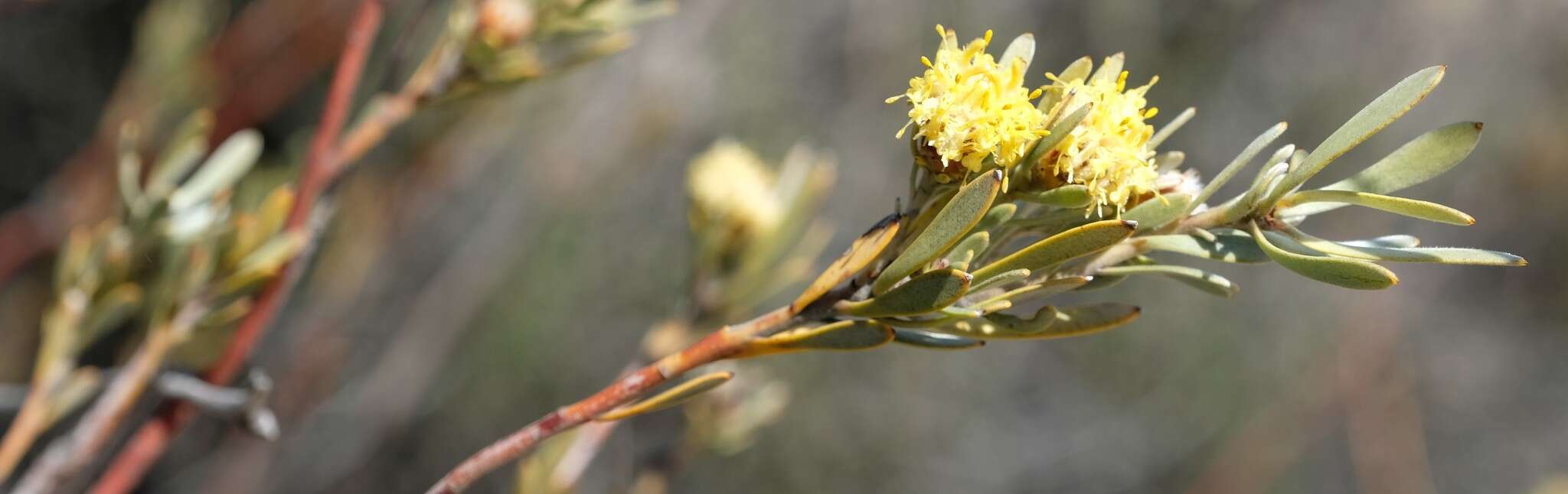 Image de Leucadendron nitidum Buek ex Meissn.