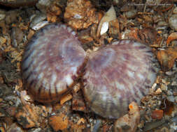 Image of purplish semele