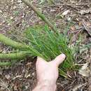 Image of Carex subviridis K. A. Ford