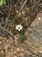 Image of tuber anemone