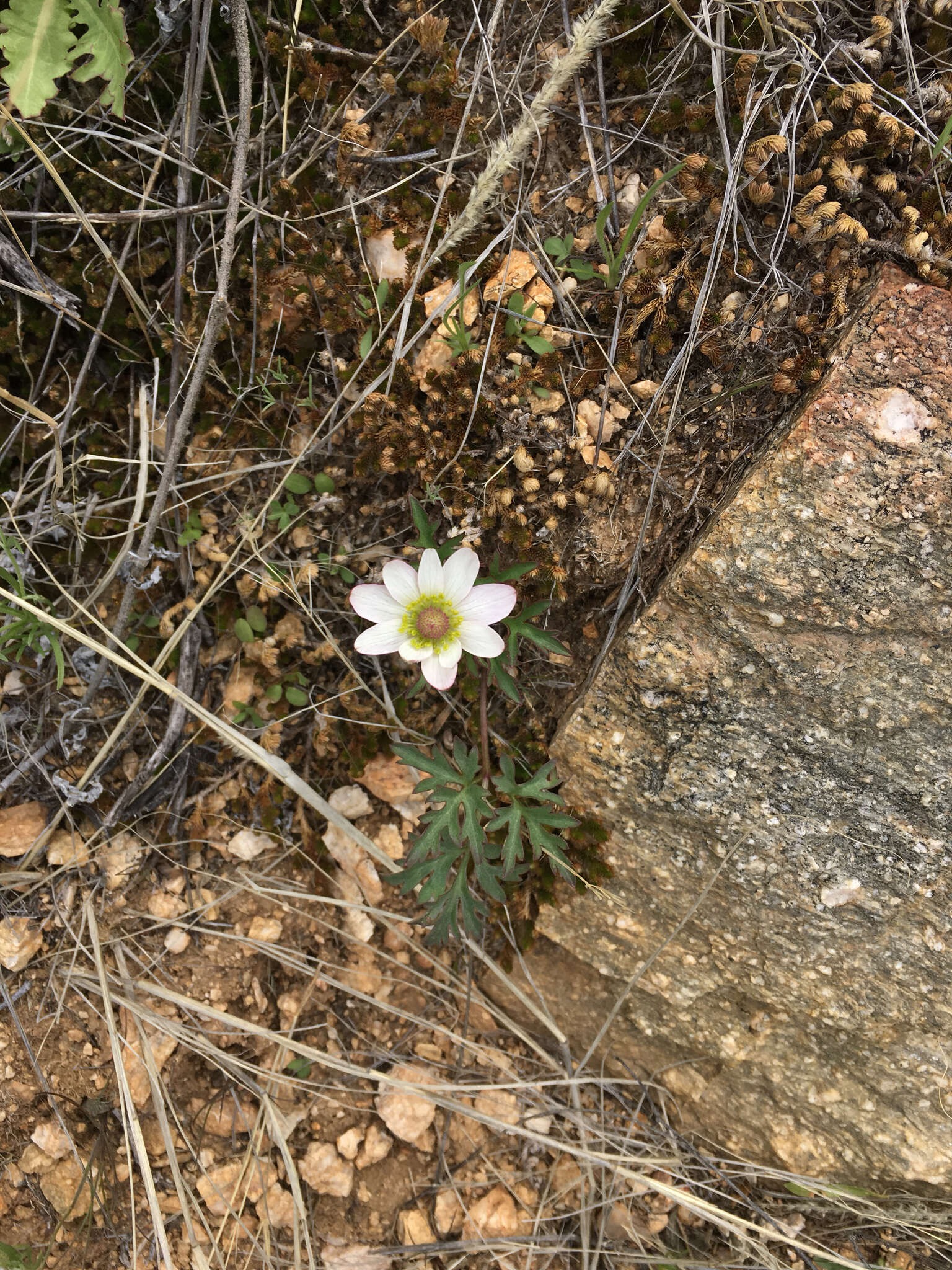 Image of tuber anemone