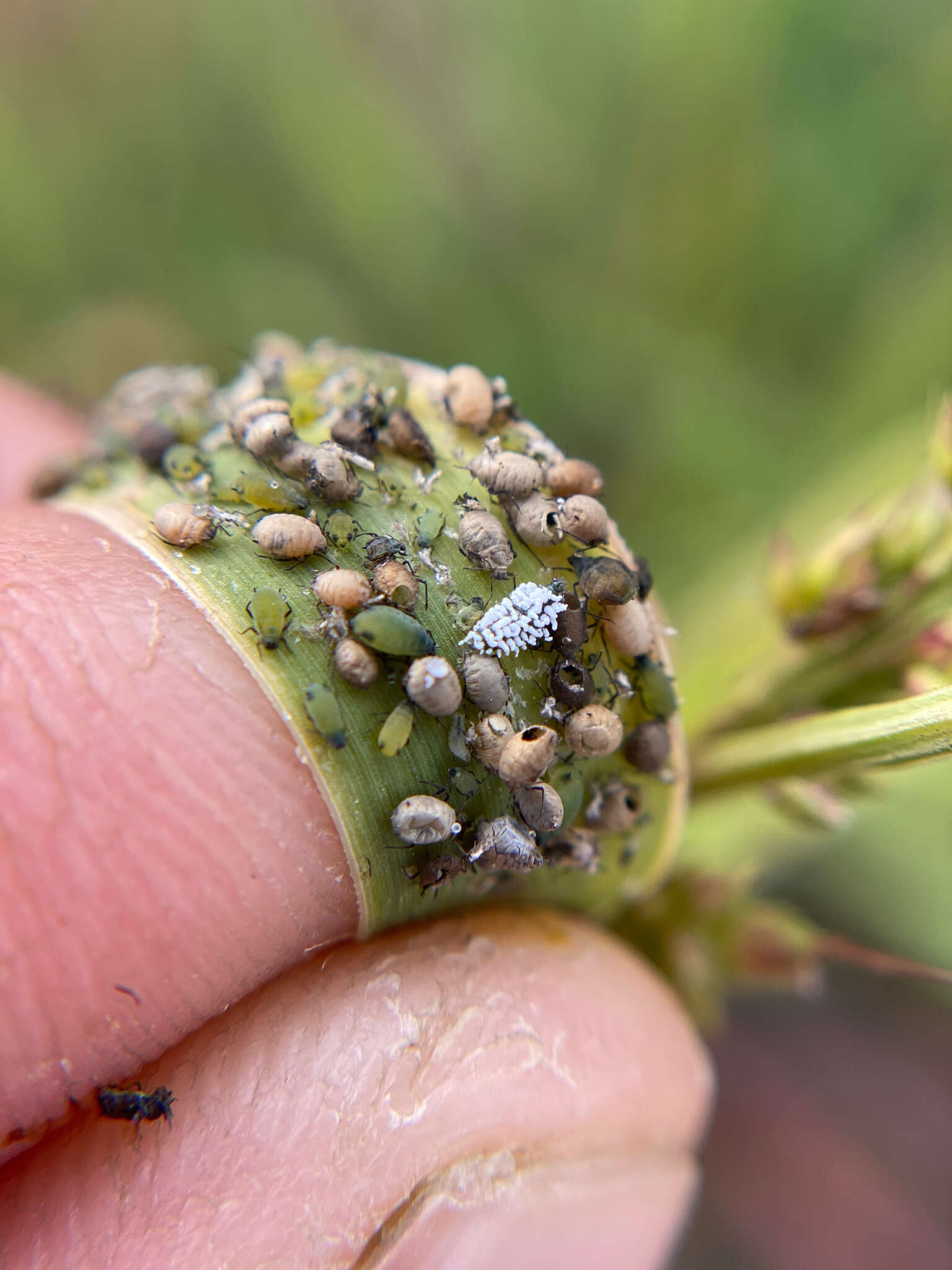 Image of Corn leaf aphid