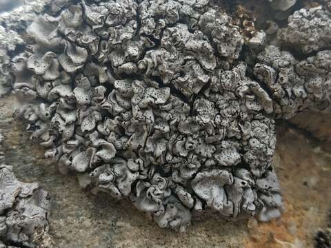 Image of intestine silverskin lichen
