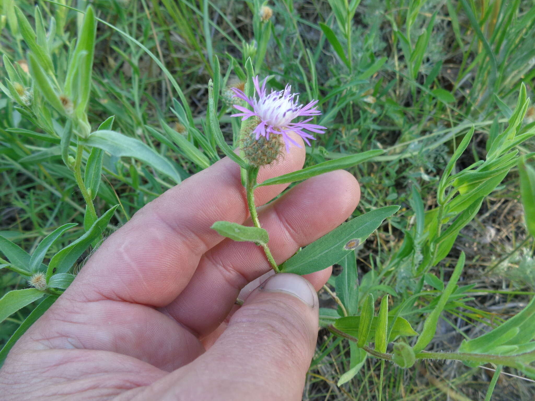 Слика од Centaurea trichocephala Bieb. ex Willd.