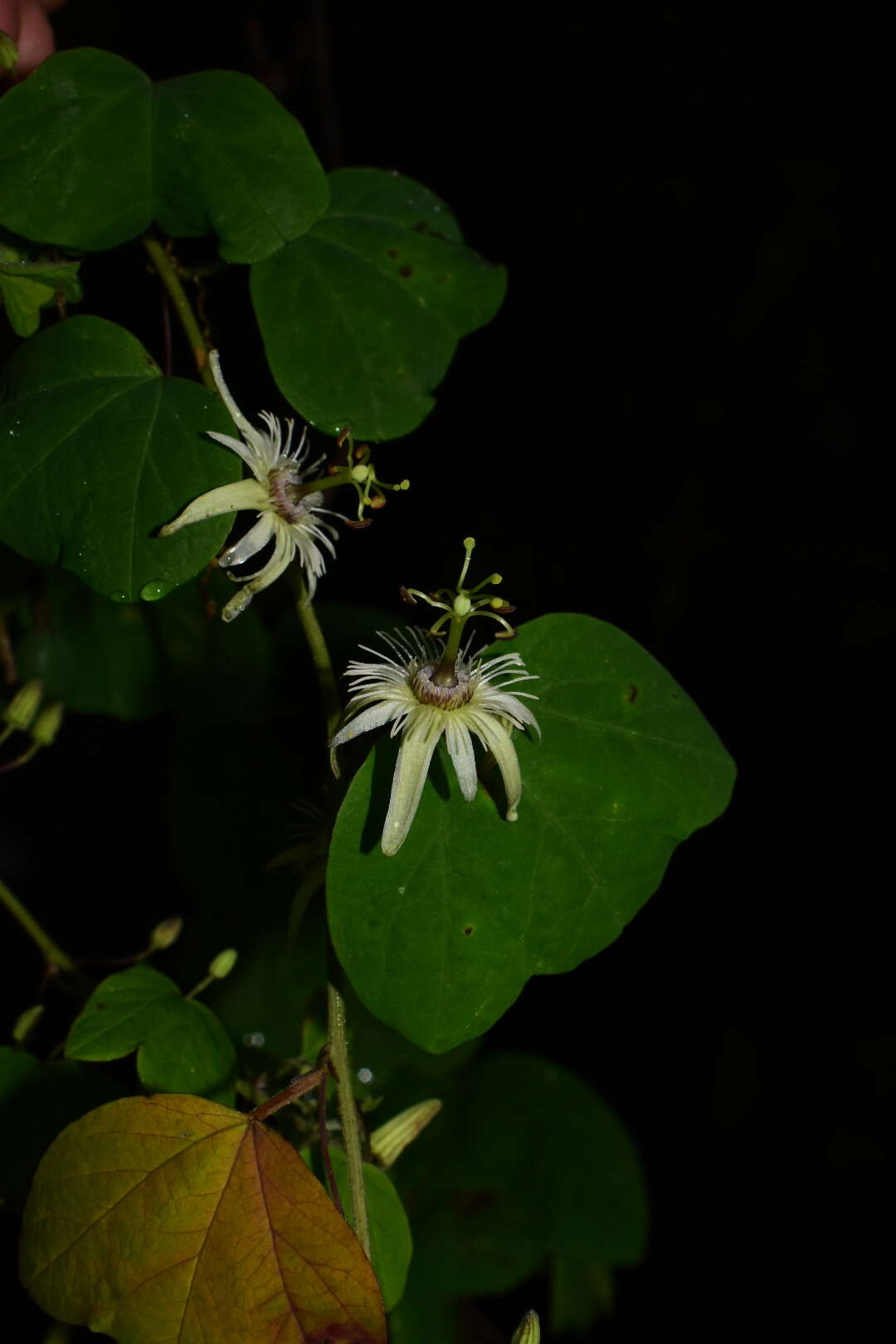 Image of Passiflora pavonis Mast.