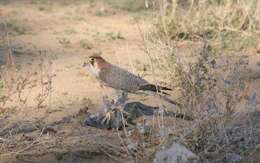 Image of Red-headed Falcon