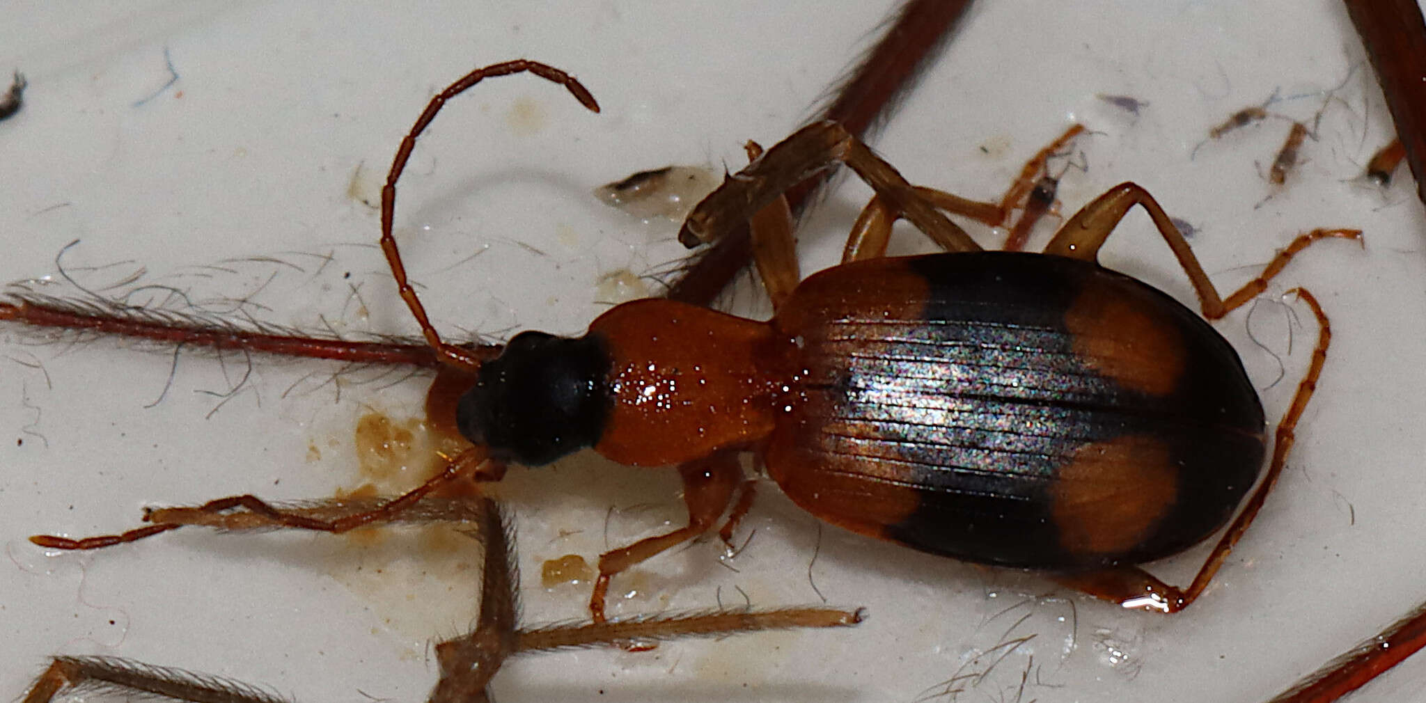 Sivun Agonum (Olisares) quadrimaculatum (G. Horn 1885) kuva