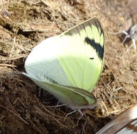 Слика од Teracolus subfasciatus Swainson 1833