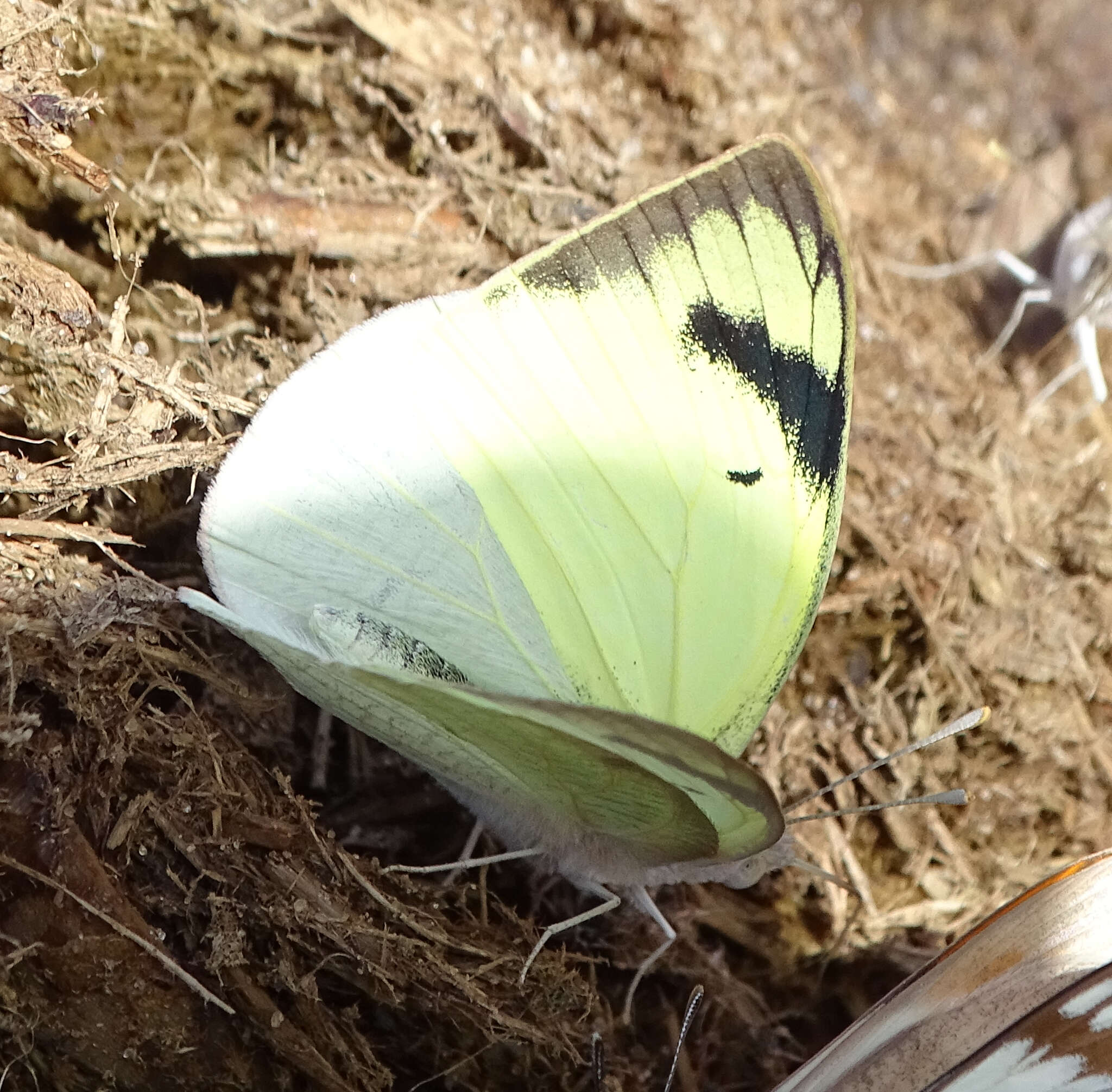 Imagem de Teracolus subfasciatus Swainson 1833