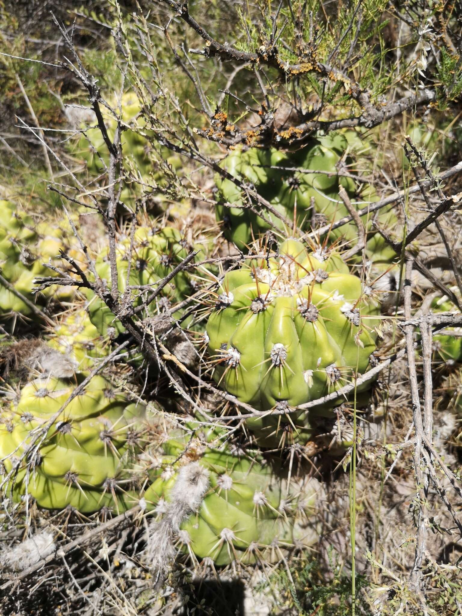 Echinopsis candicans (Gillies ex Salm-Dyck) D. R. Hunt的圖片