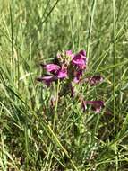 Image of Purple-Flower Lousewort