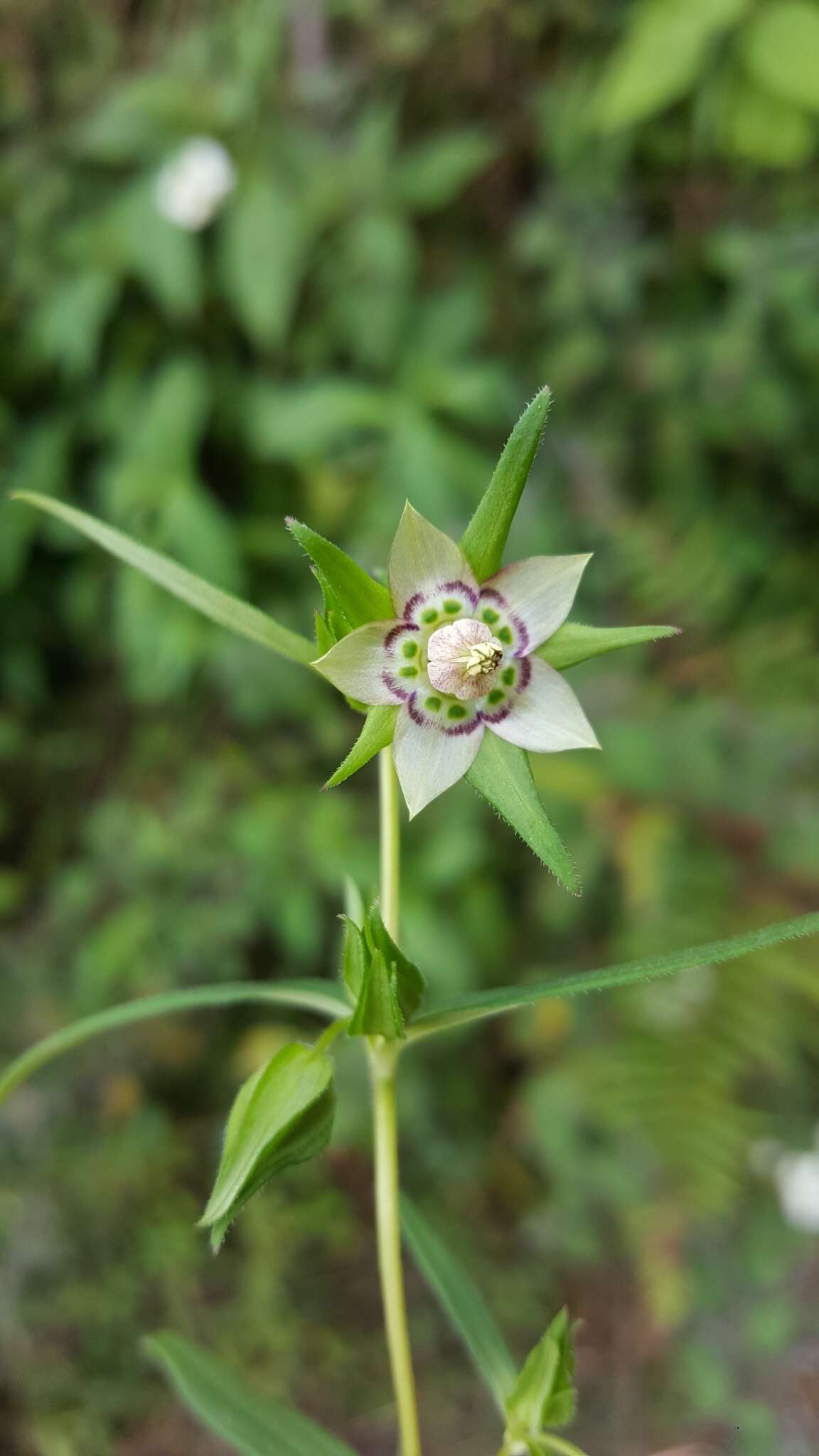 Image of Swertia paniculata Wall.