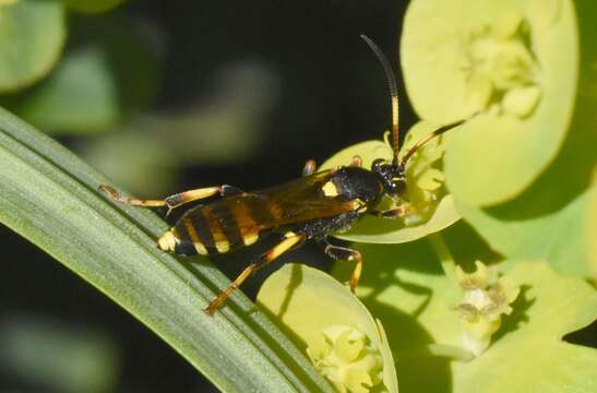 Sivun Ichneumon xanthorius Forster 1771 kuva