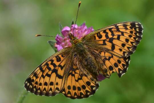 Plancia ëd <i>Boloria titania</i>