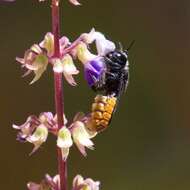 Imagem de Megachile mystaceana (Michener 1962)