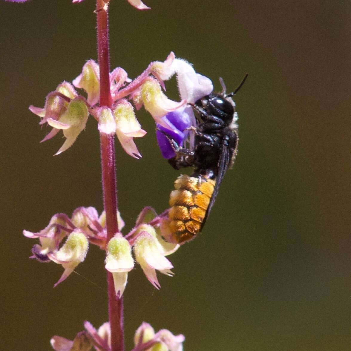 Imagem de Megachile mystaceana (Michener 1962)