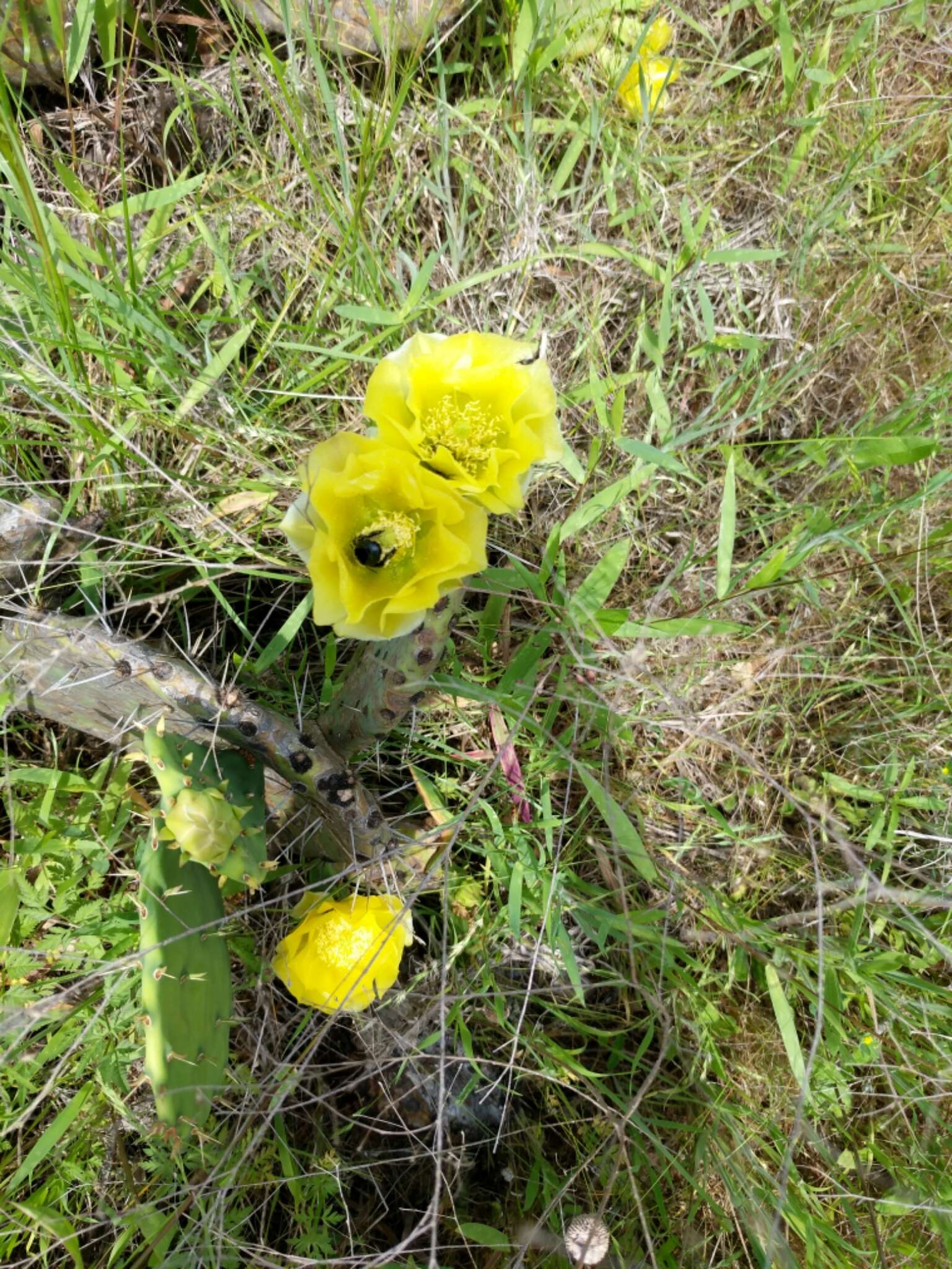 Plancia ëd Xylocopa tabaniformis Smith 1854