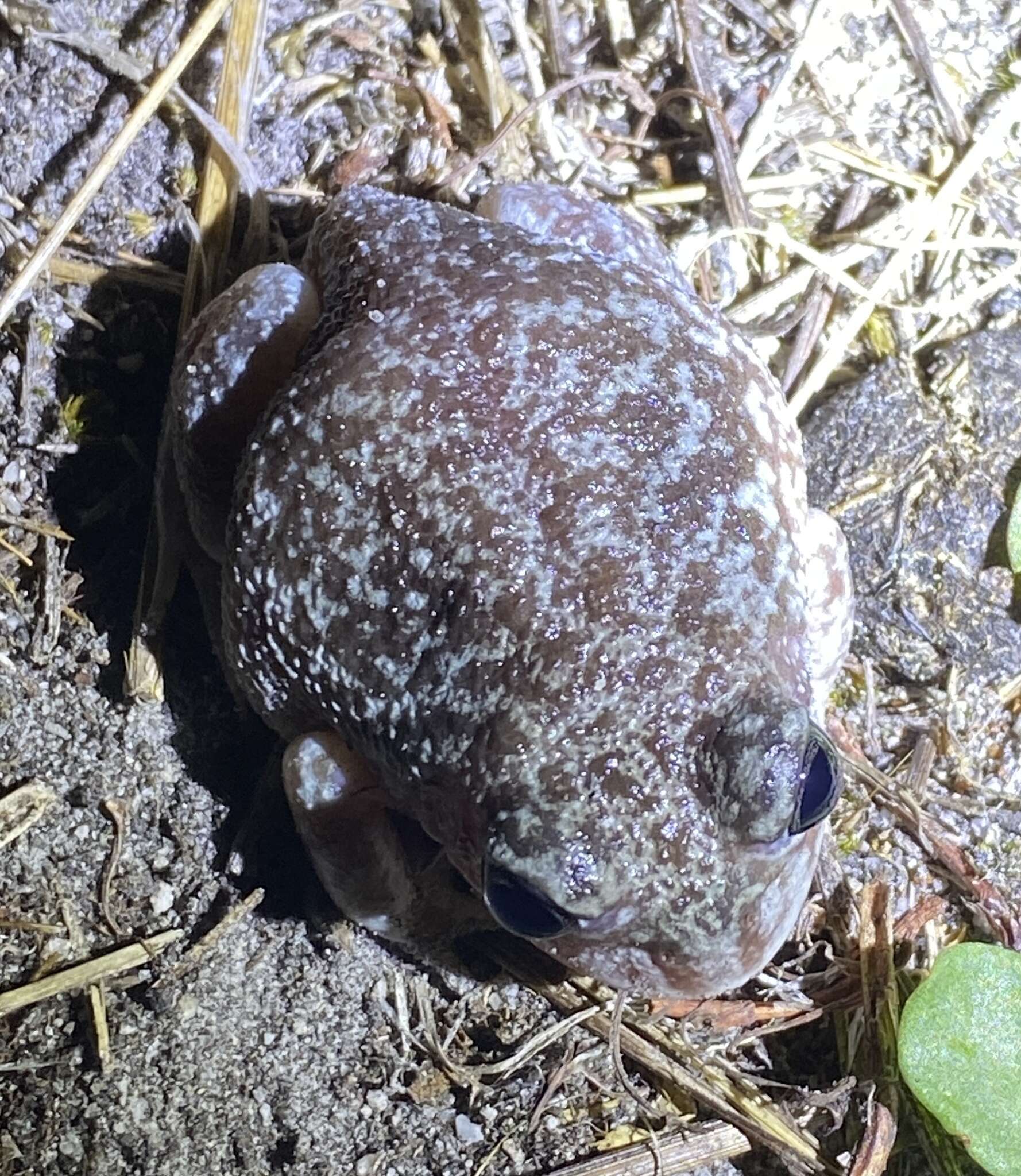 Imagem de Heleioporus psammophilus Lee & Main 1954