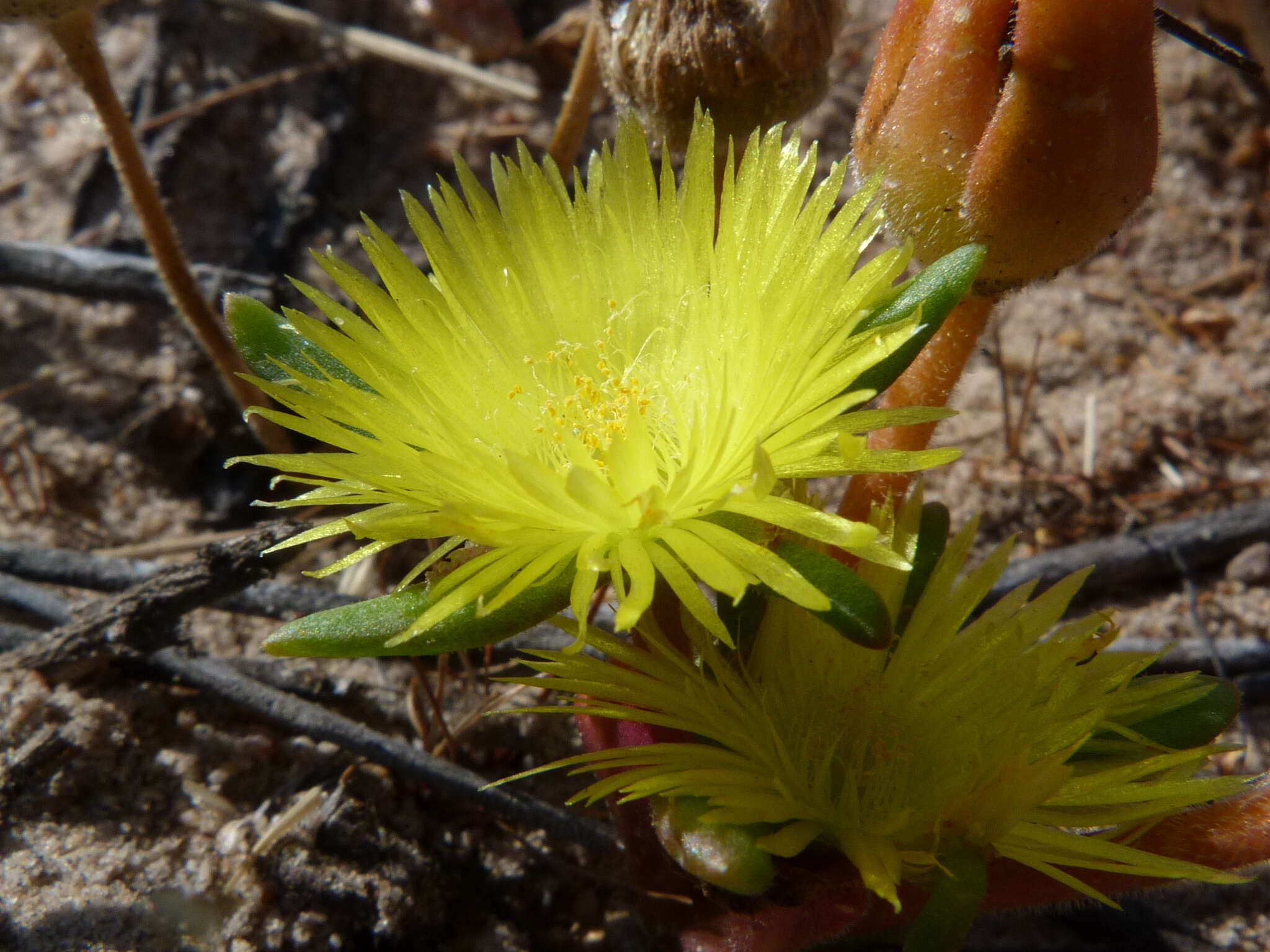 Image of Carpanthea pomeridiana (L.) N. E. Br.