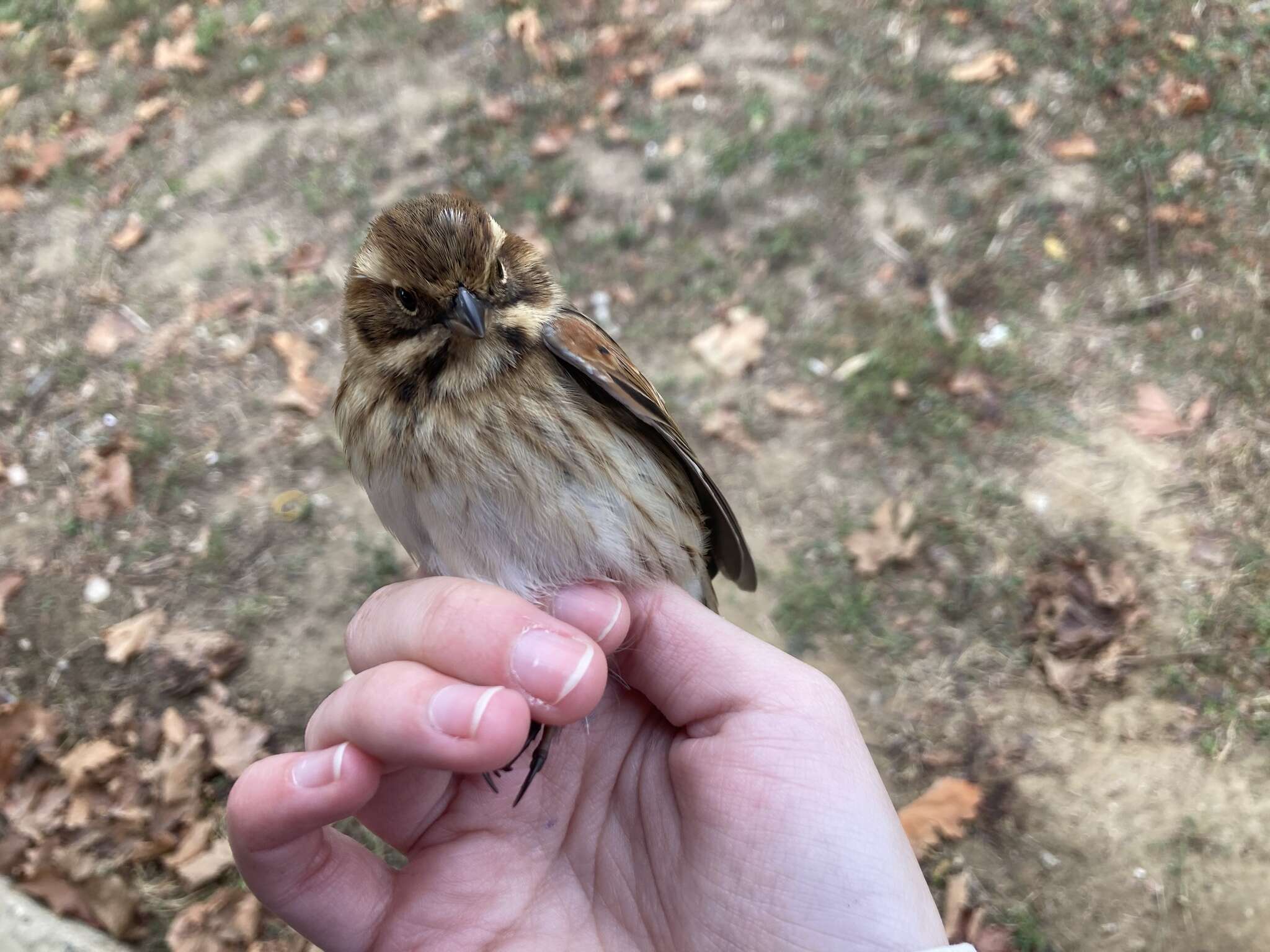 Image of Emberiza schoeniclus ukrainae (Zarudny 1917)